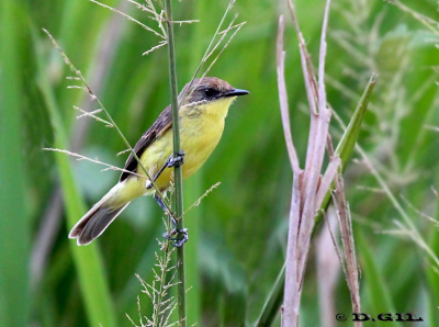 PIOJITO AMARILLO (Pseudocolopterix flaviventris) - Estero De Pelotas-ROCHA (Enero 2011)
